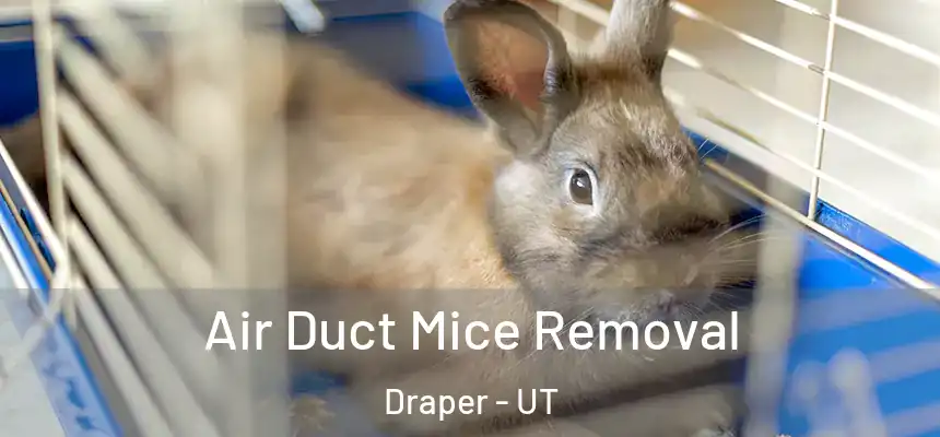  Air Duct Mice Removal Draper - UT